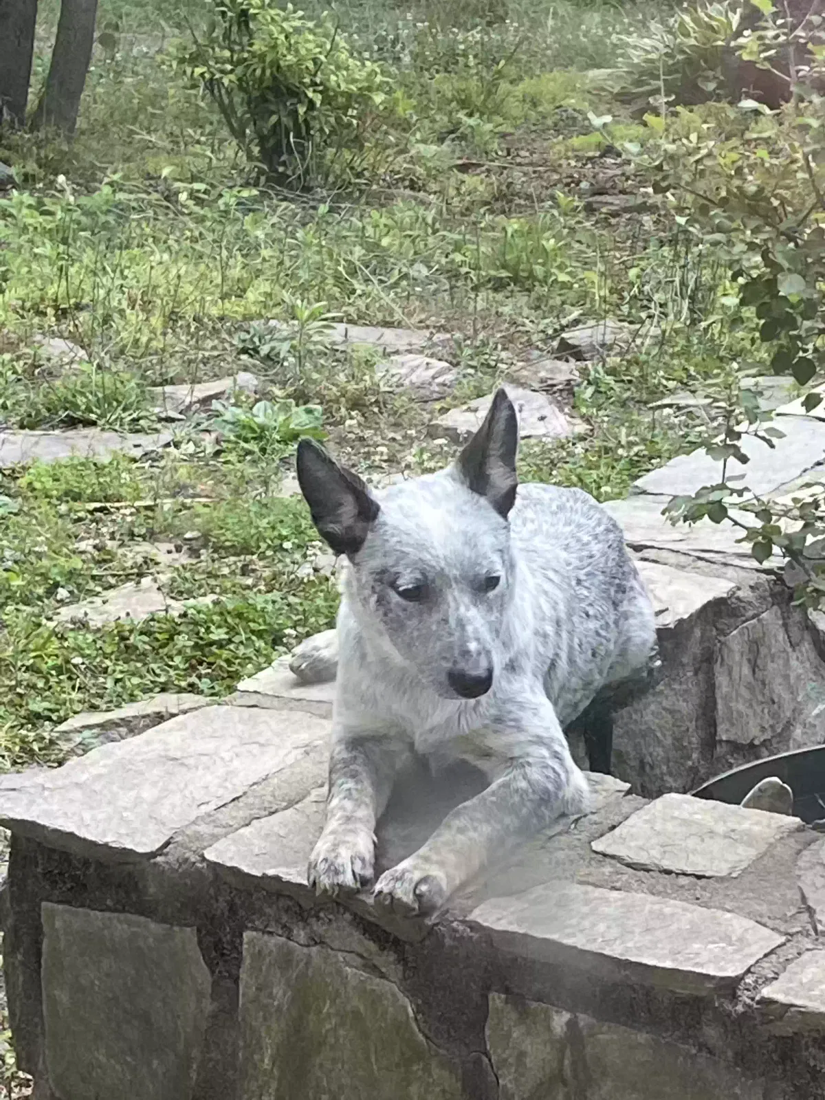Lost dog in Morganton, NC, 28655