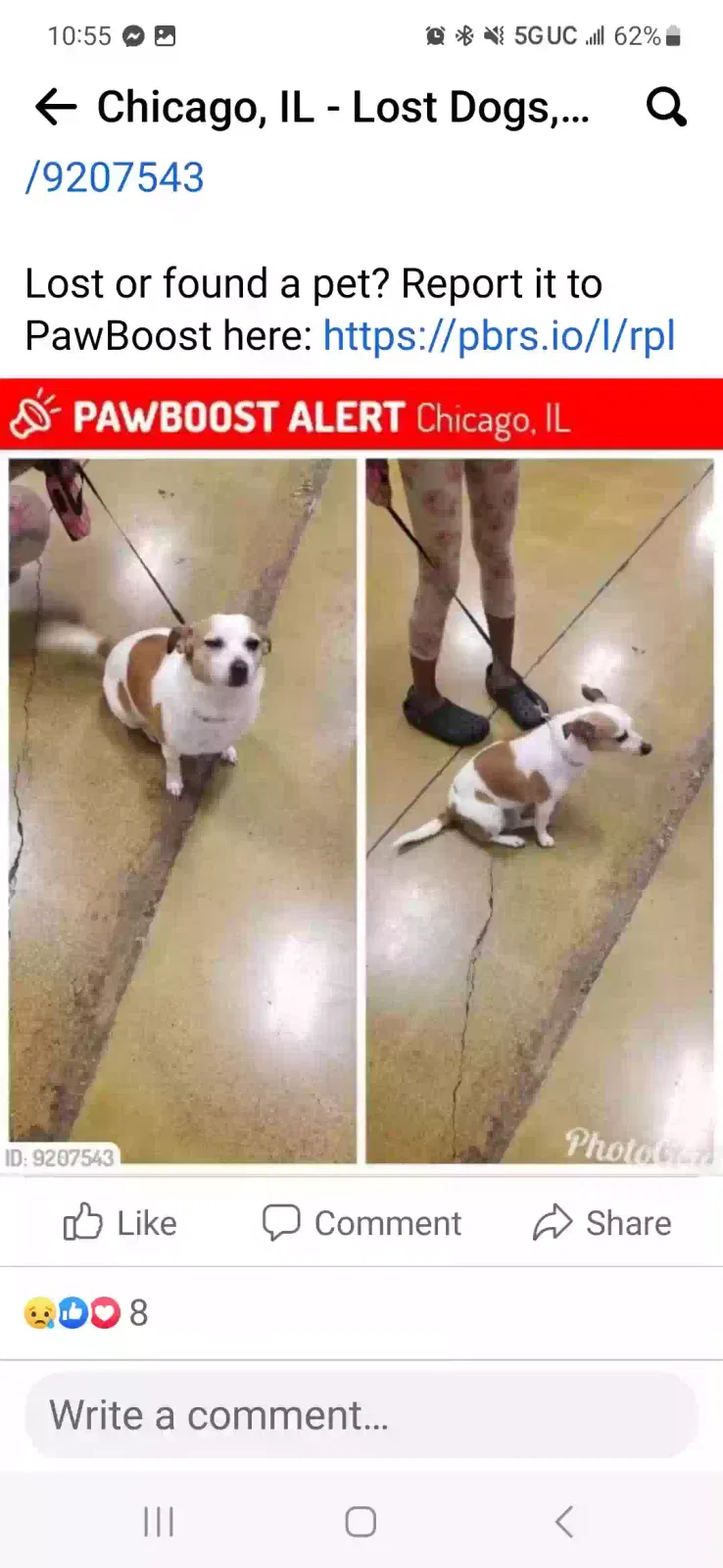 Lost dog in Chicago, IL, 60619