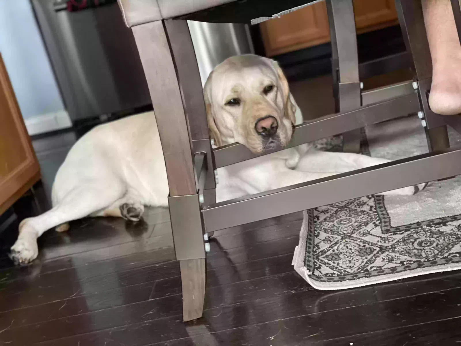 Lost dog in Lewis Center, OH, 43035