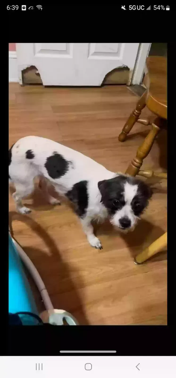 Lost dog in Norristown, PA, 19401