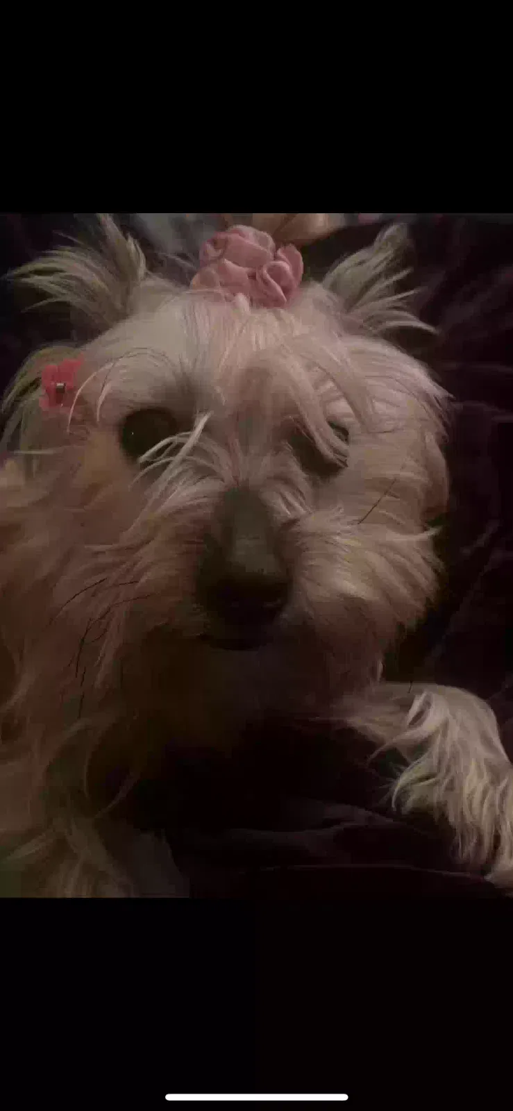 Lost dog in Columbus, OH, 43204
