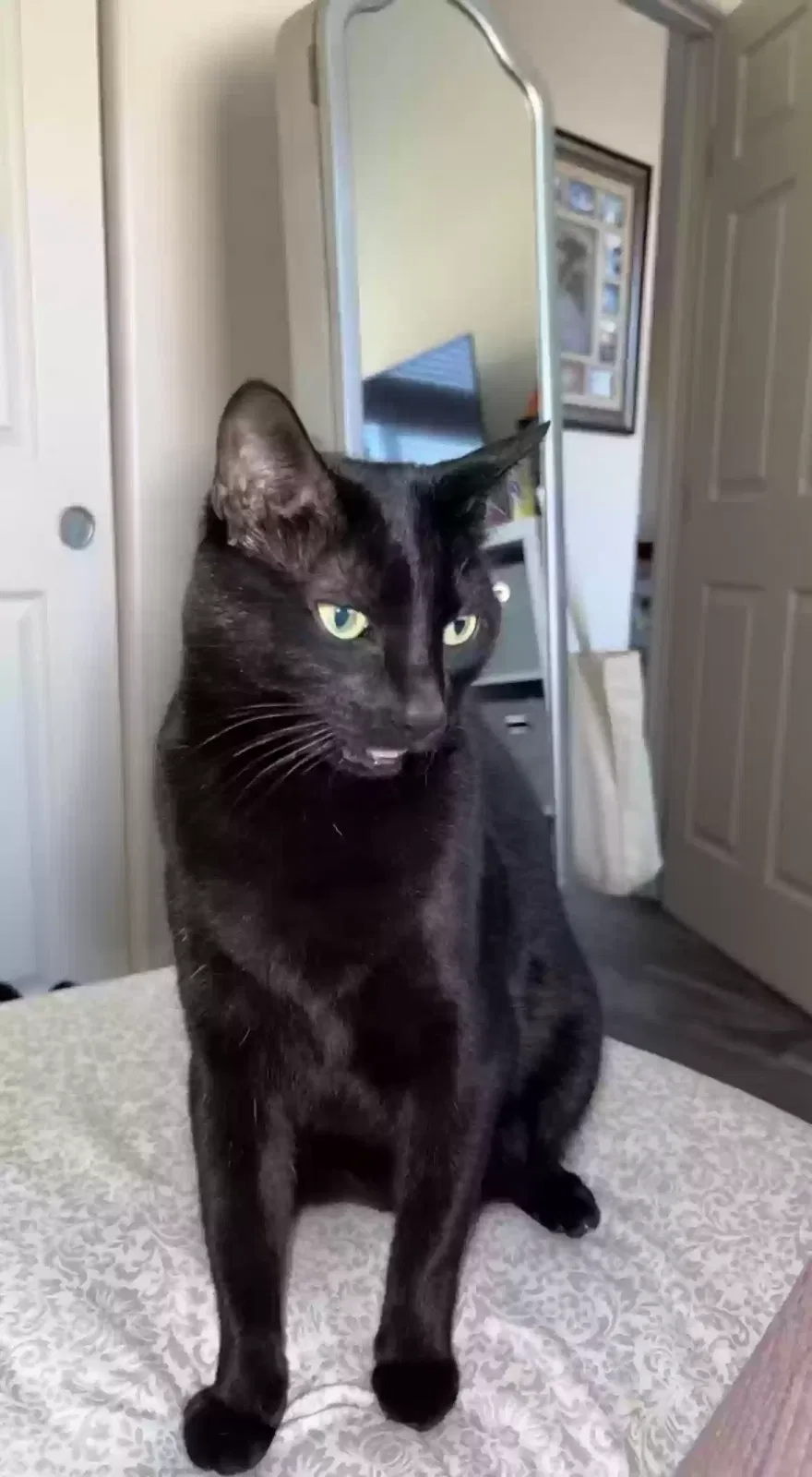 Lost cat in Tucson, AZ, 85750