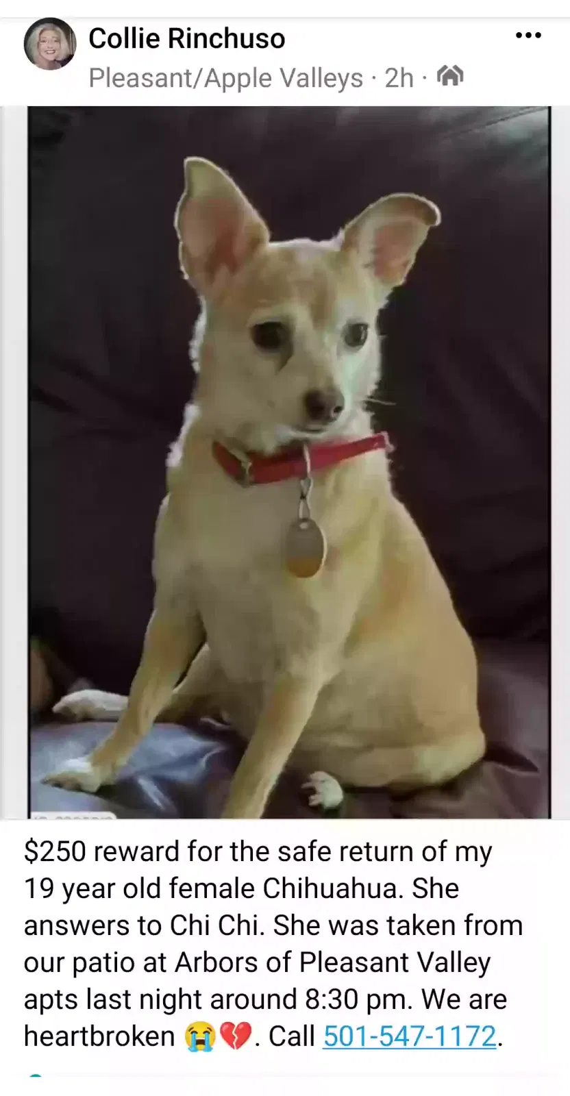 Lost dog in Little Rock, AR, 72212