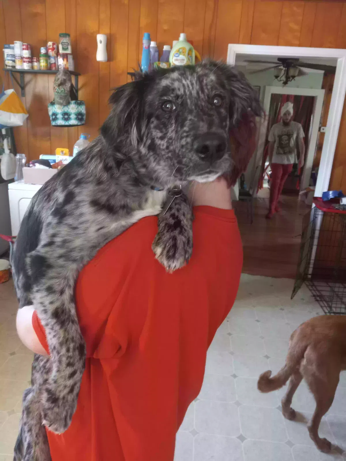 Lost dog in Fieldale, VA, 24089