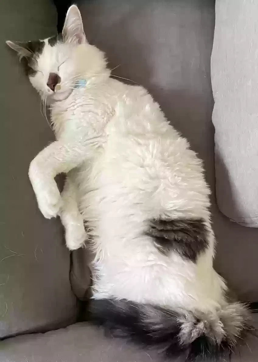 Lost cat in Alexandria, VA, 22311