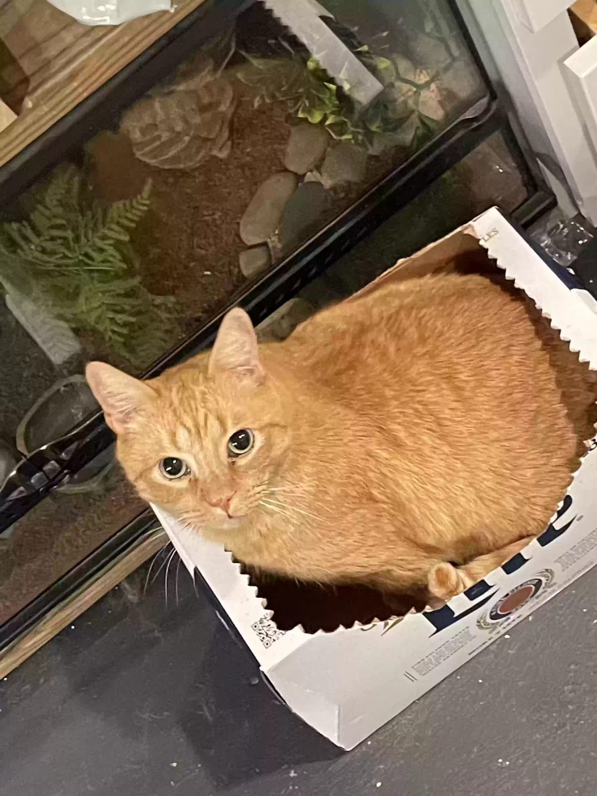 Lost cat in Sevierville, TN, 37876