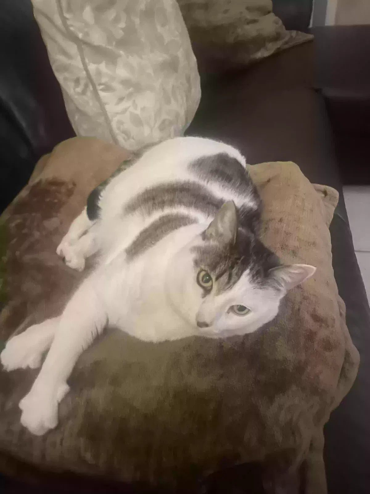 Lost cat in Lake Elsinore, CA, 92530