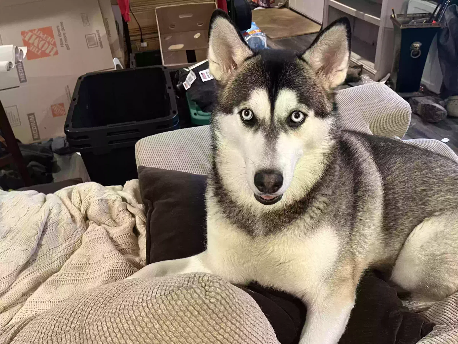 Lost dog in Bigelow, AR, 72016