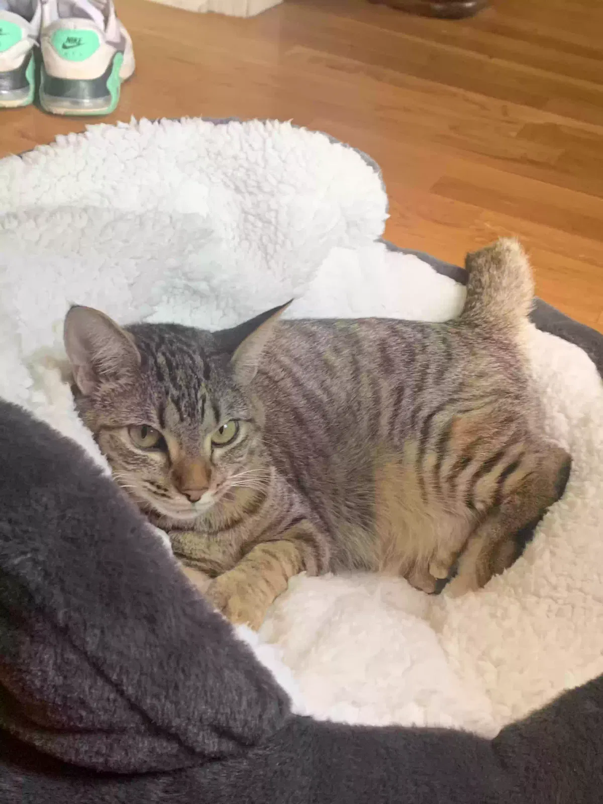 Lost cat in Peachtree City, GA, 30269