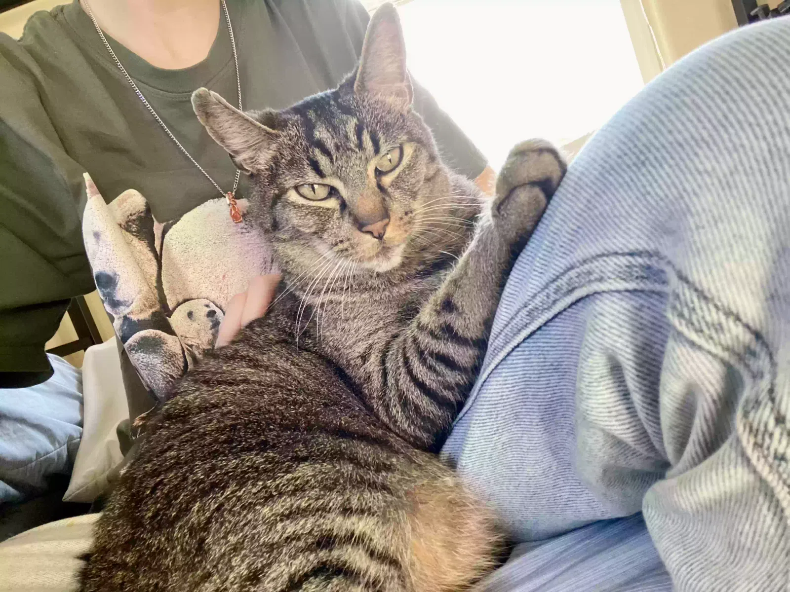 Lost cat in Sacramento, CA, 95835