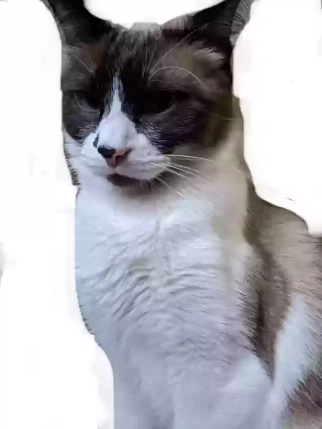 Lost cat in El Paso, TX, 79915