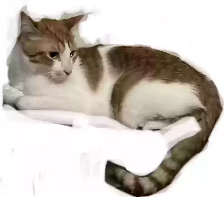Lost cat in El Paso, TX, 79915
