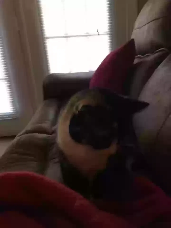 Lost cat in Ooltewah, TN, 37363