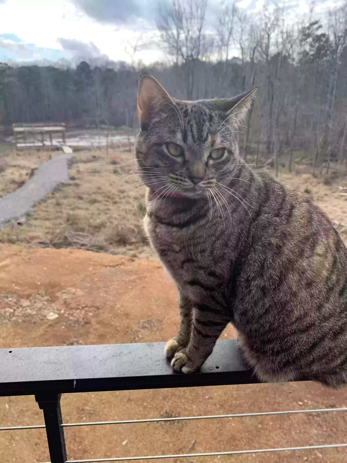 Lost cat in Scottsboro, AL, 35769