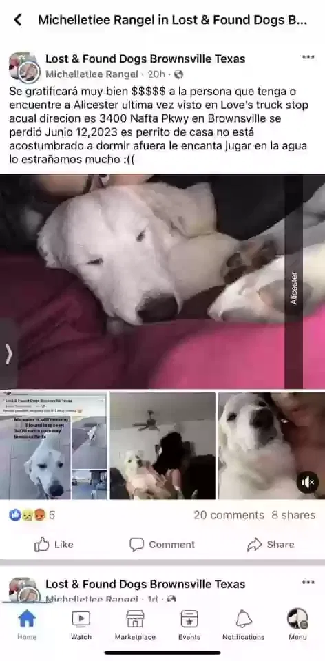 Lost dog in Brownsville, TX, 78521