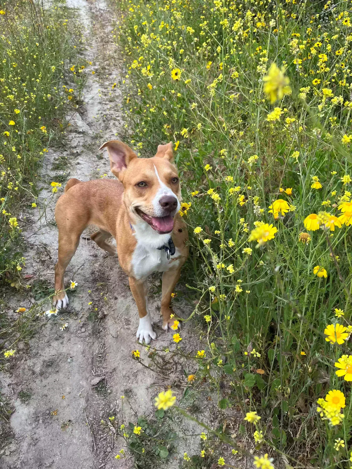 Lost dog in Vista, CA, 92084