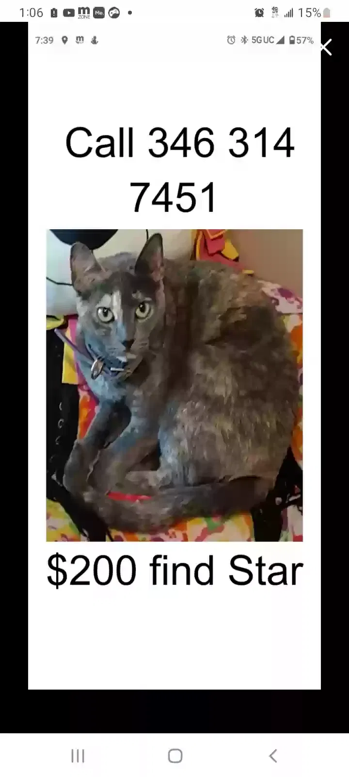 Lost cat in Houston, TX, 77069