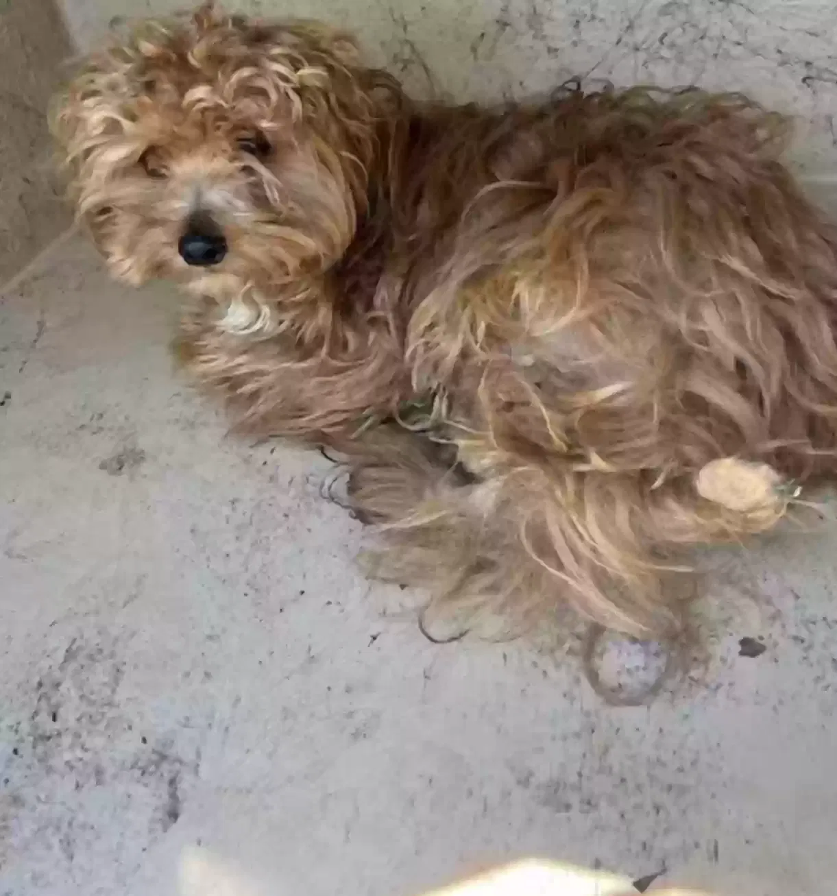 Lost dog in Summerdale, AL, 36580