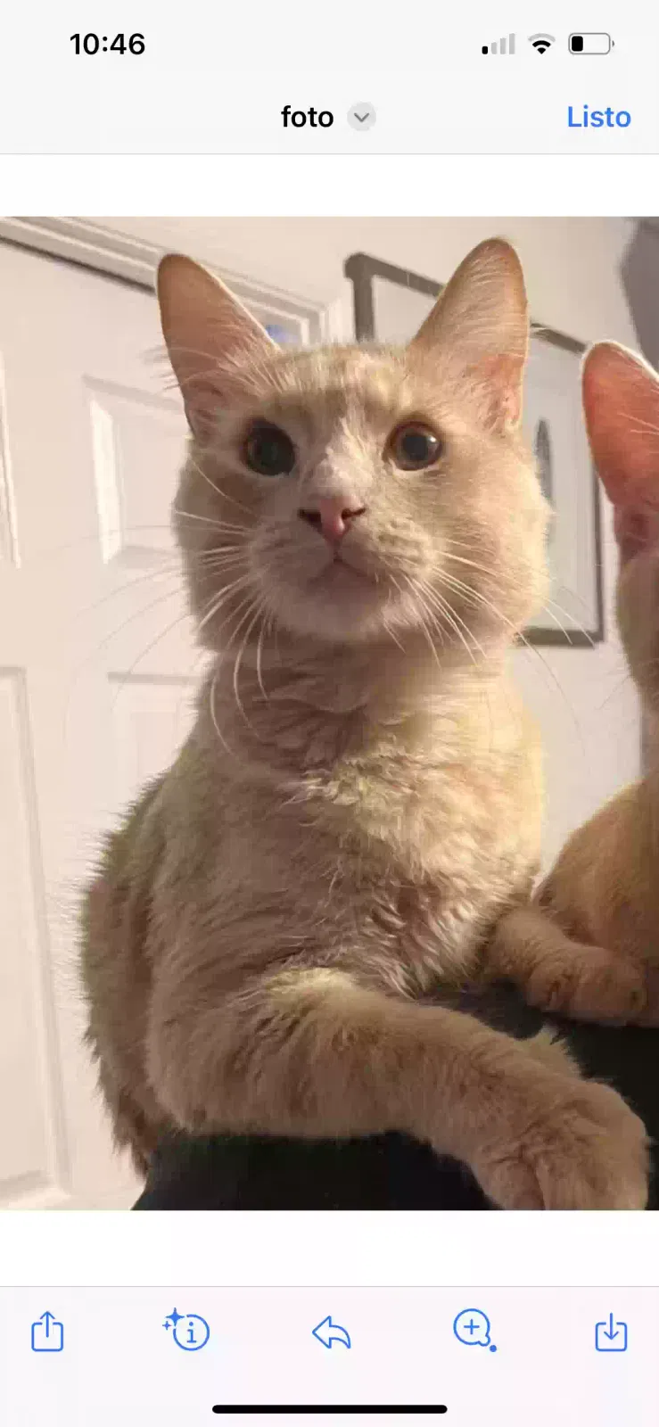 Lost cat in Corona, CA, 92882