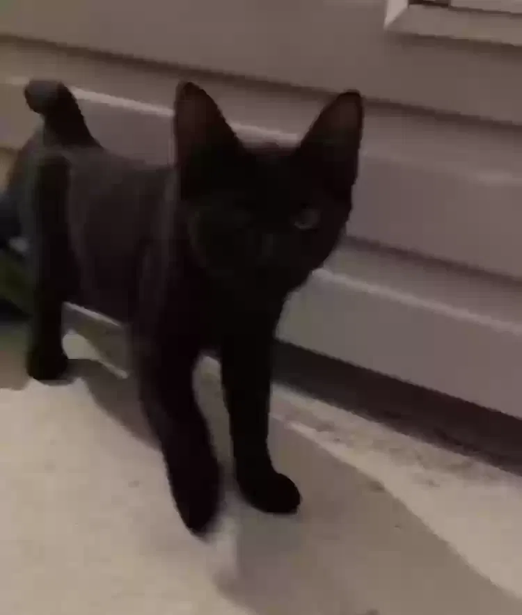 Lost cat in Lizella, GA, 31052