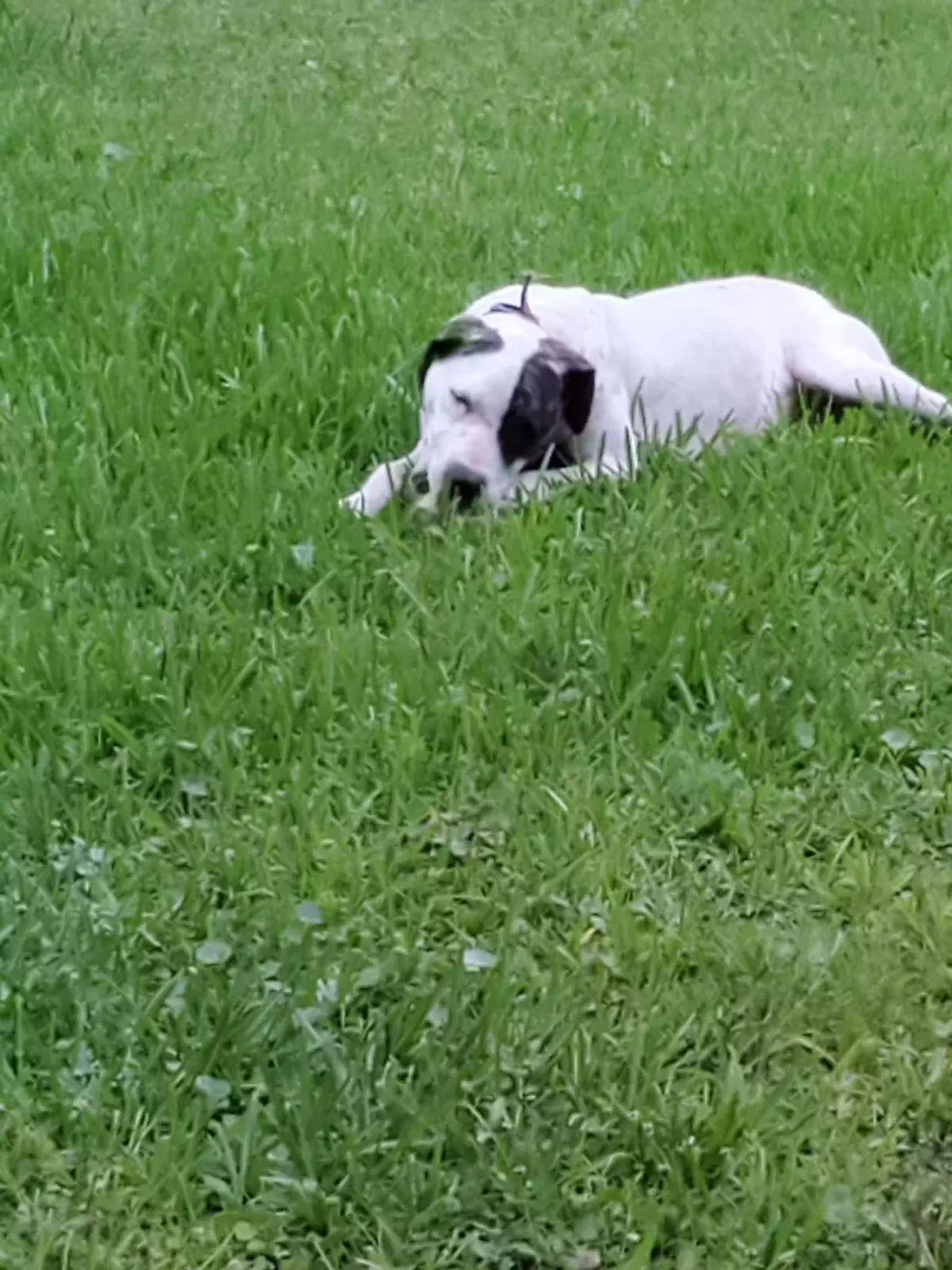 Found dog in Jacksonville, FL, 32210