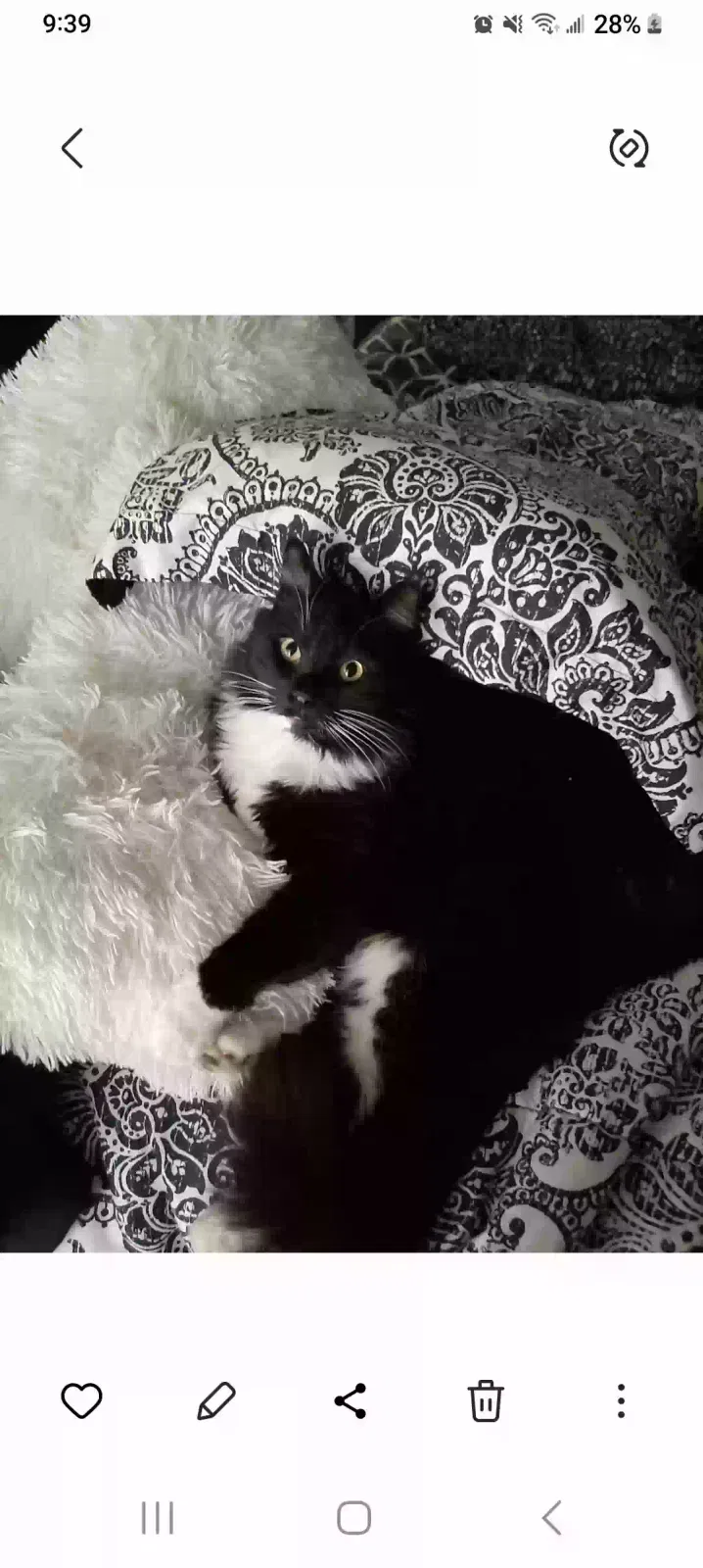 Lost cat in Riverbank, CA, 95367