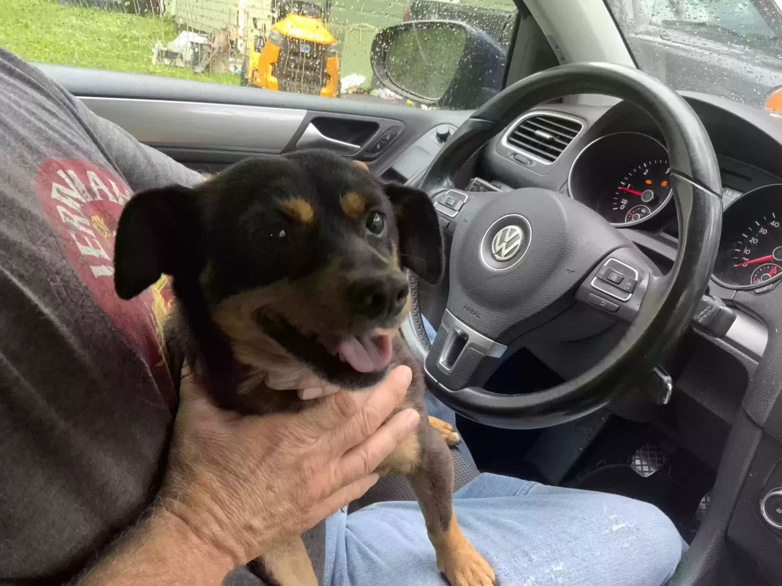 Found dog in Heiskell, TN, 37754