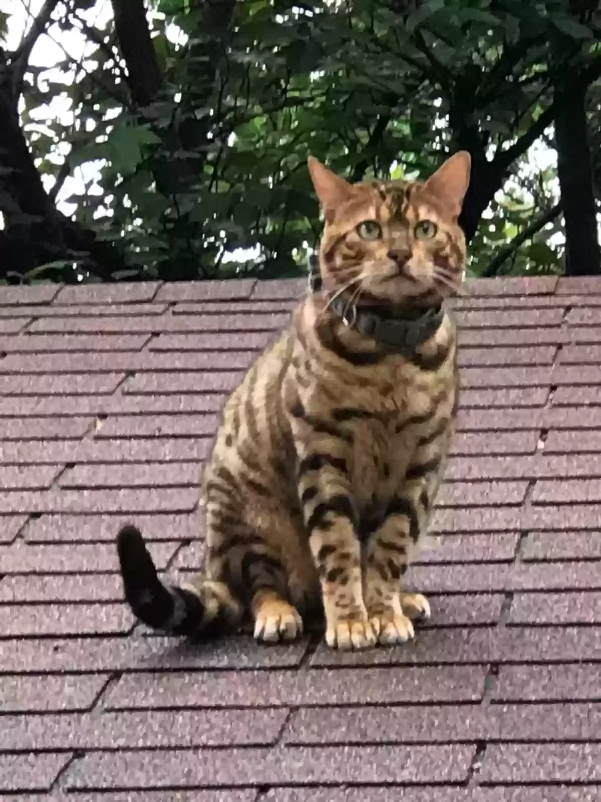 Lost cat in Greensboro, NC, 27405