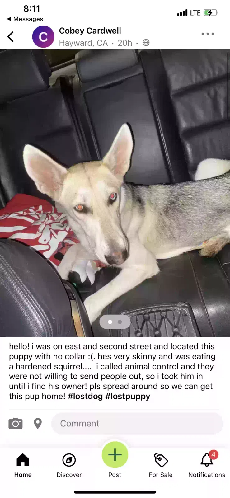 Found dog in Hayward, CA, 94542
