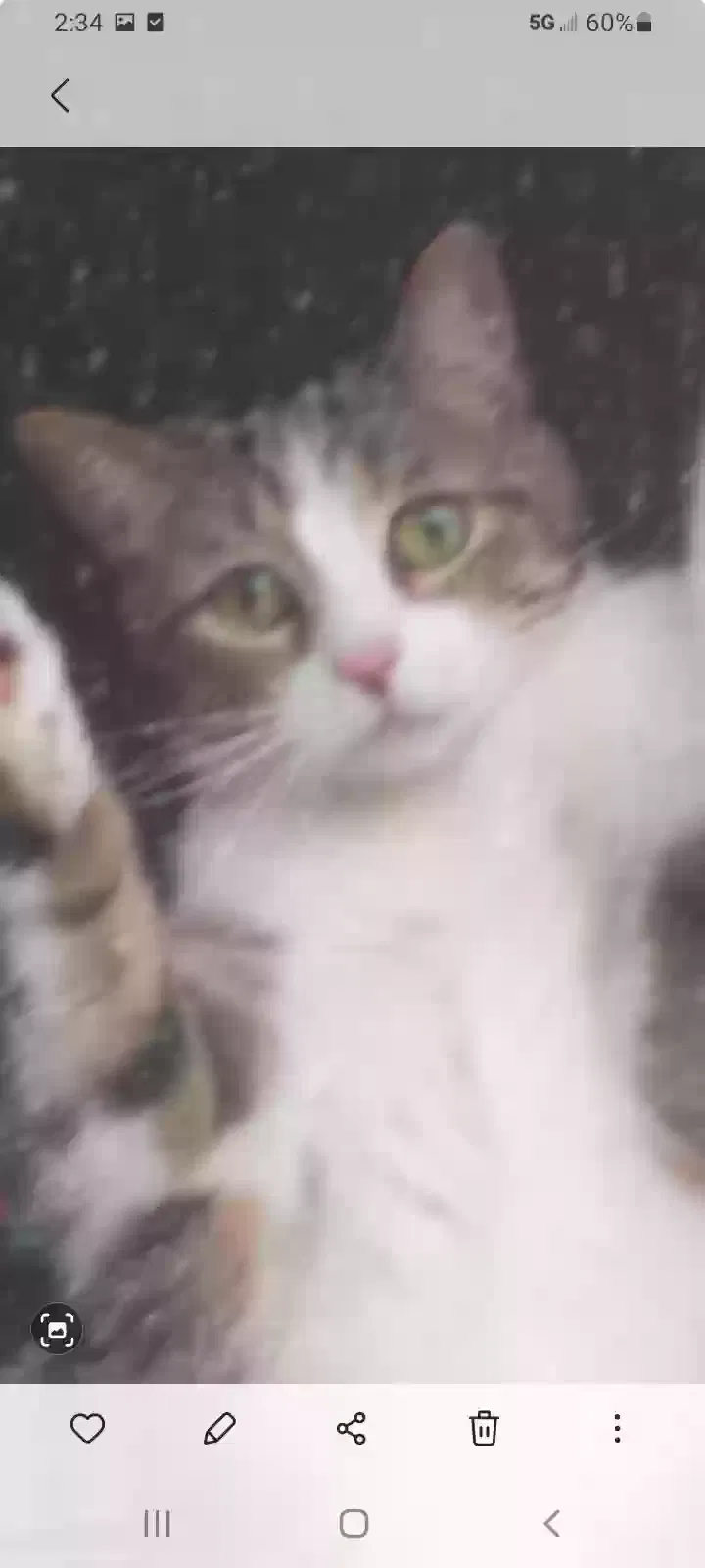 Lost cat in Howell, MI, 48843