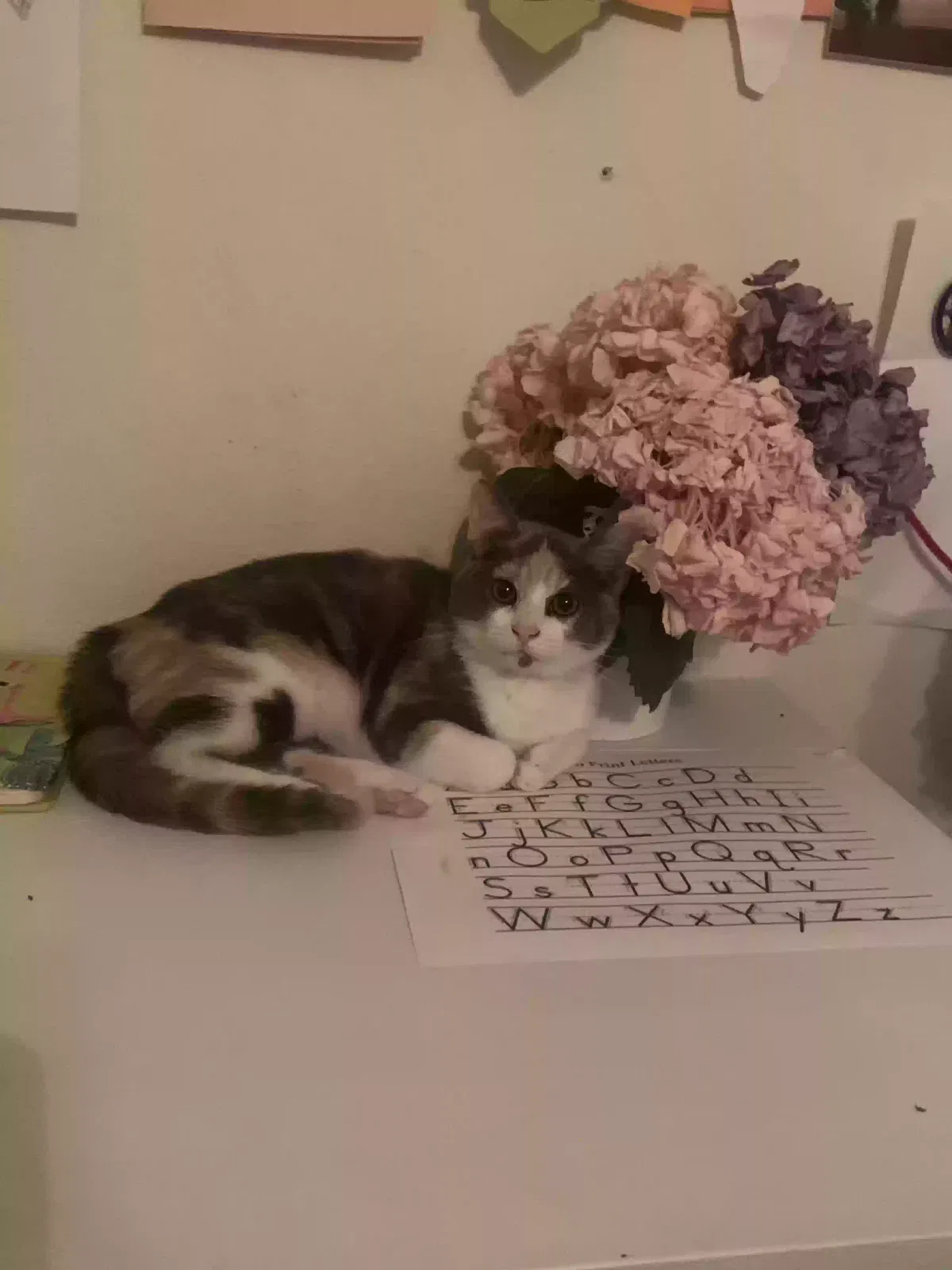 Lost cat in Houston, TX, 77027