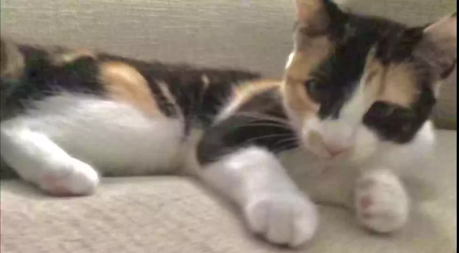 Lost cat in Houston, TX, 77027