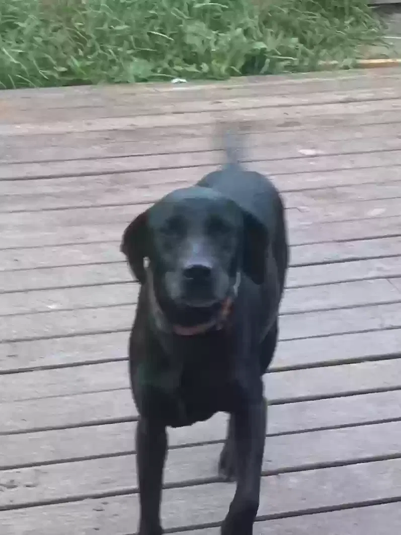 Found dog in Dickinson, TX, 77539