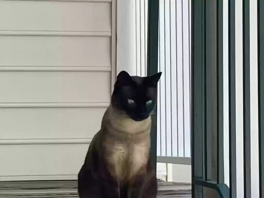 Lost cat in Chantilly, VA, 20152