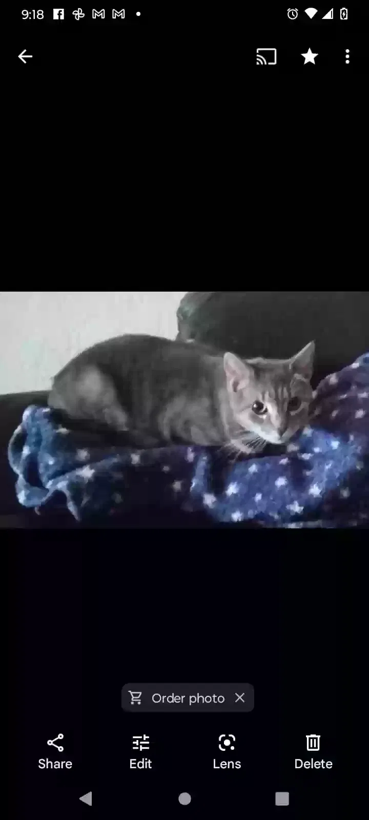 Lost cat in Pittsburgh, PA, 15212