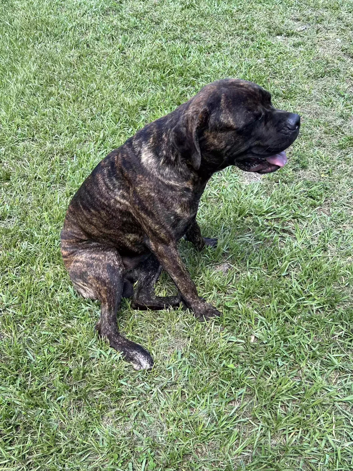 Lost dog in Miami, FL, 33169