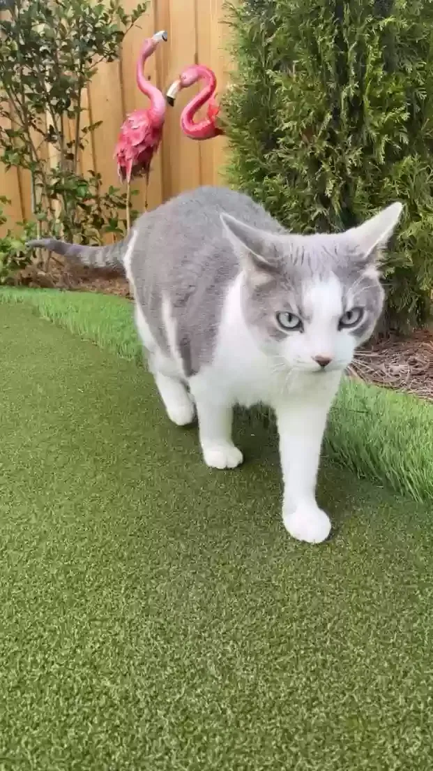 Lost cat in Alpharetta, GA, 30004