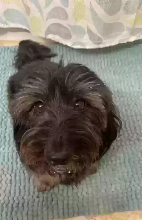 Lost dog in Beaumont, TX, 77703