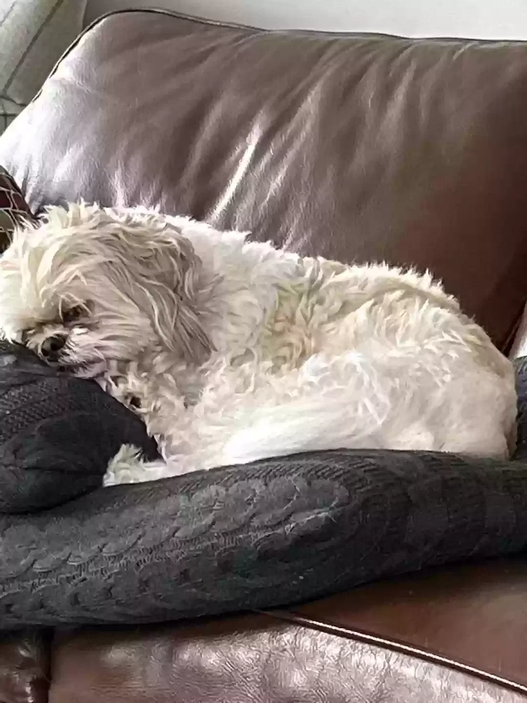 Lost dog in Baltimore, MD, 21210