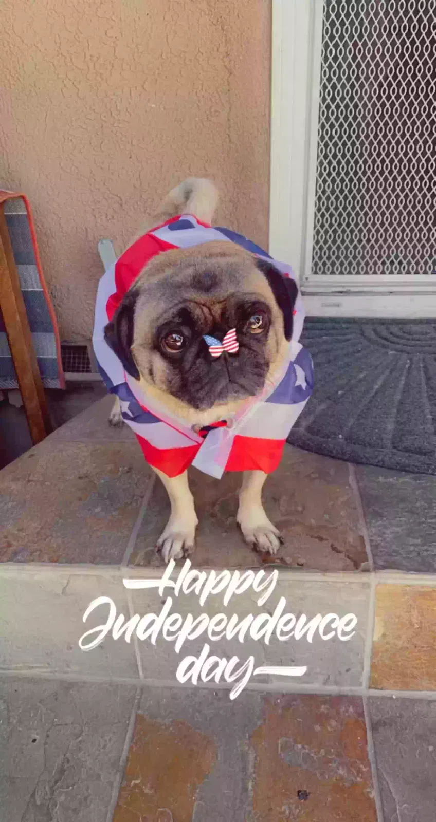 Lost dog in Oceanside, CA, 92057
