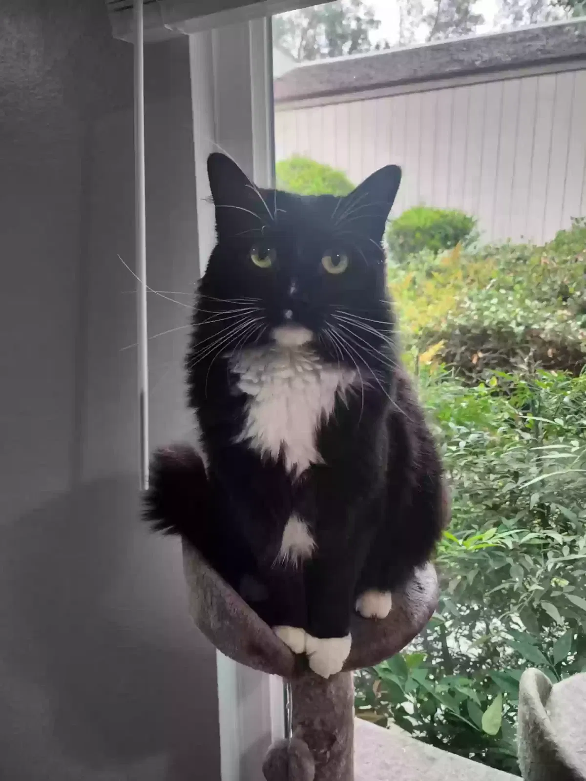 Lost cat in Riverside, CA, 92507