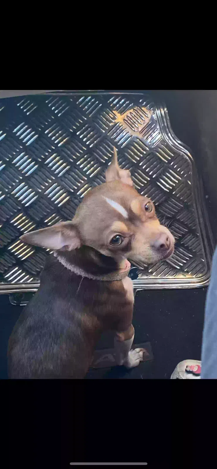 Lost dog in Bakersfield, CA, 93307