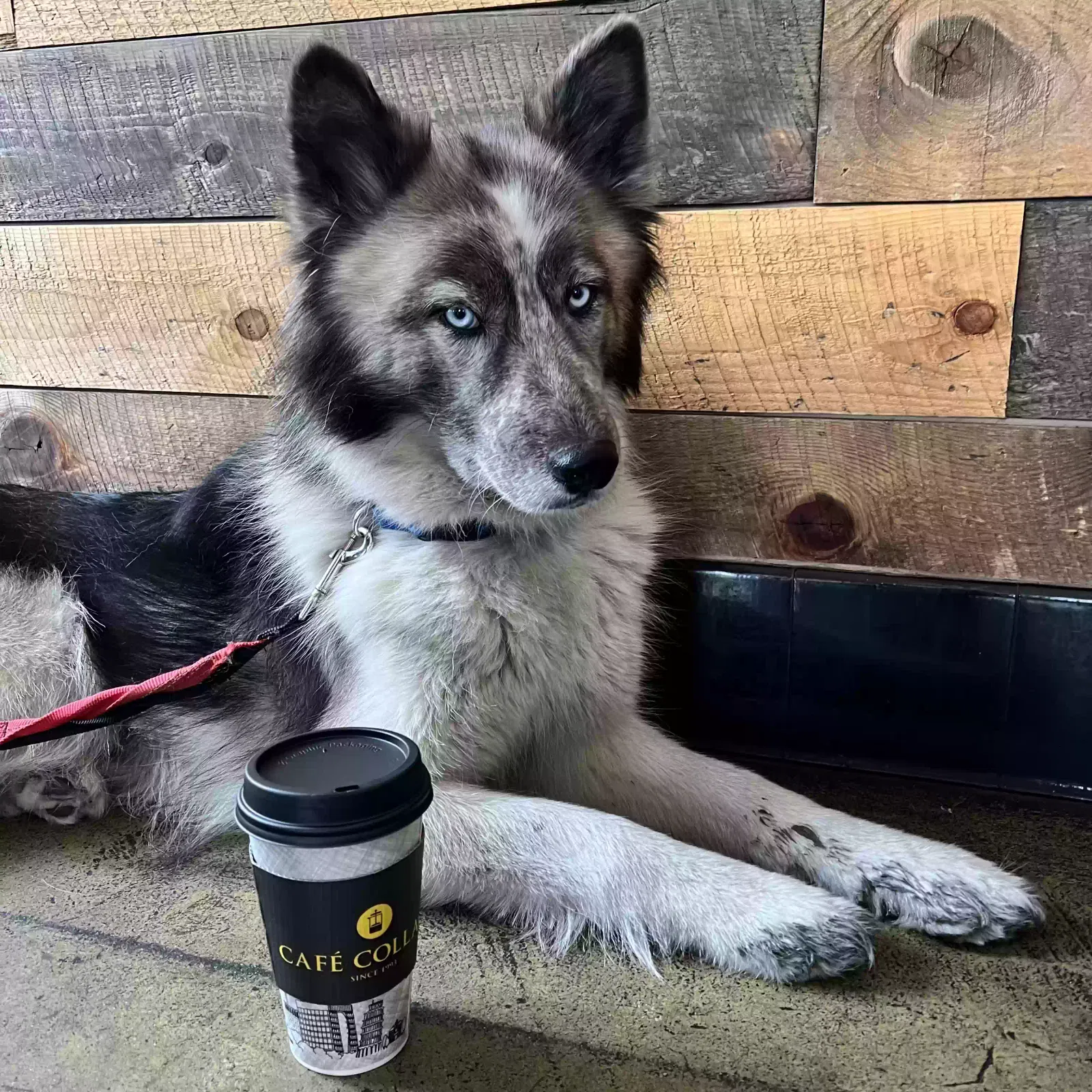 Lost dog in Everett, WA, 98203