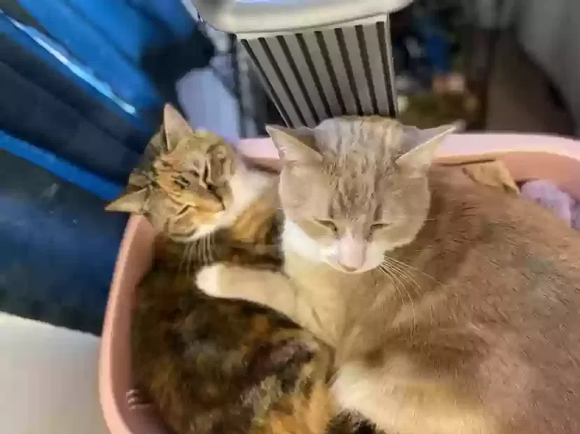 Lost cat in Airville, PA, 17302