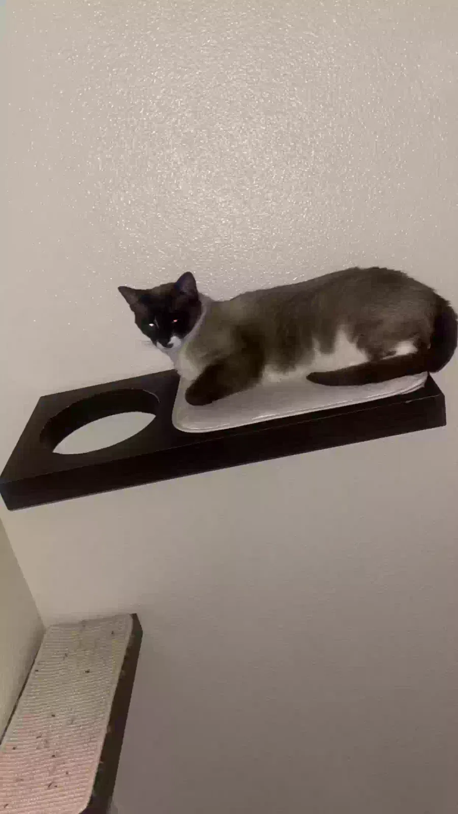 Lost cat in Wahiawa, HI, 96786