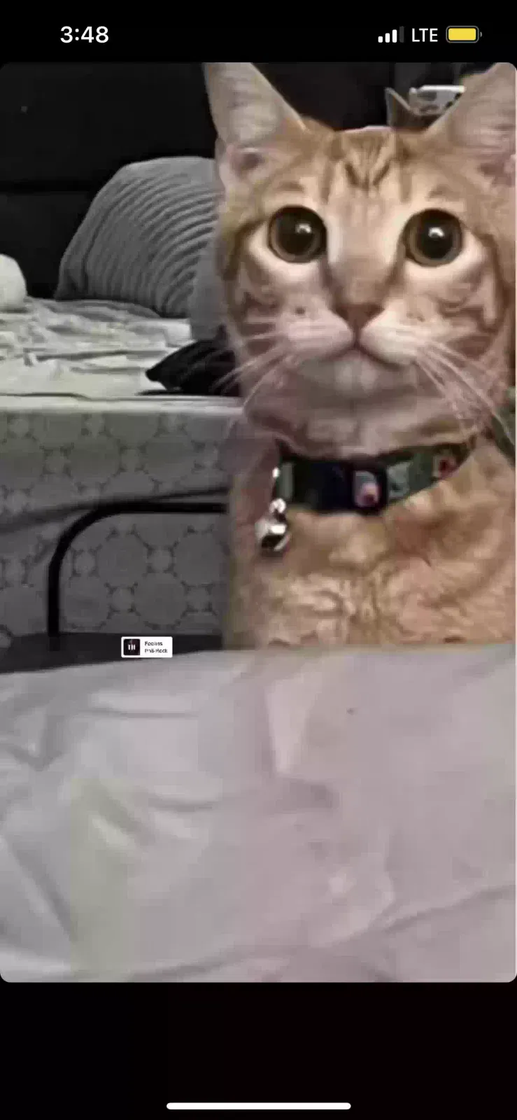 Lost cat in Buena Park, CA, 90620