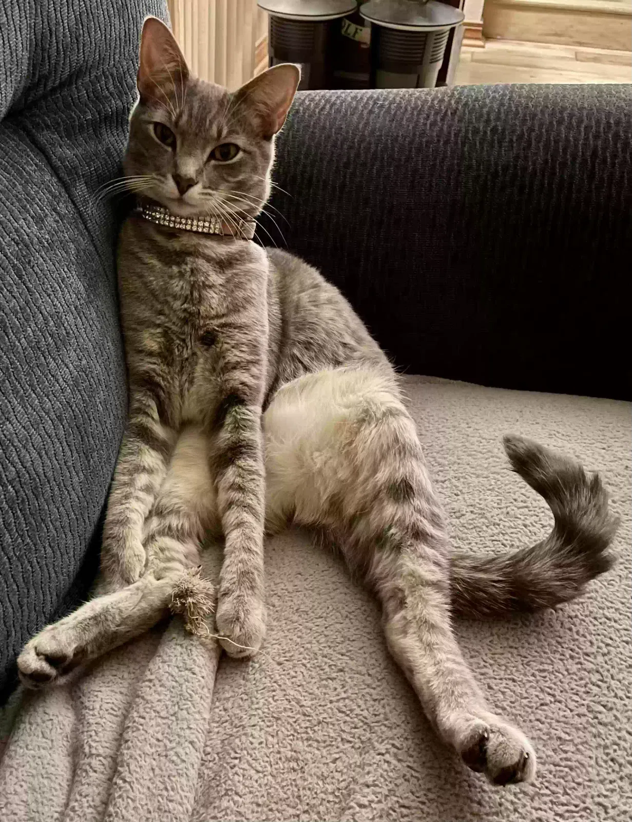 Lost cat in Jacksonville, FL, 32205