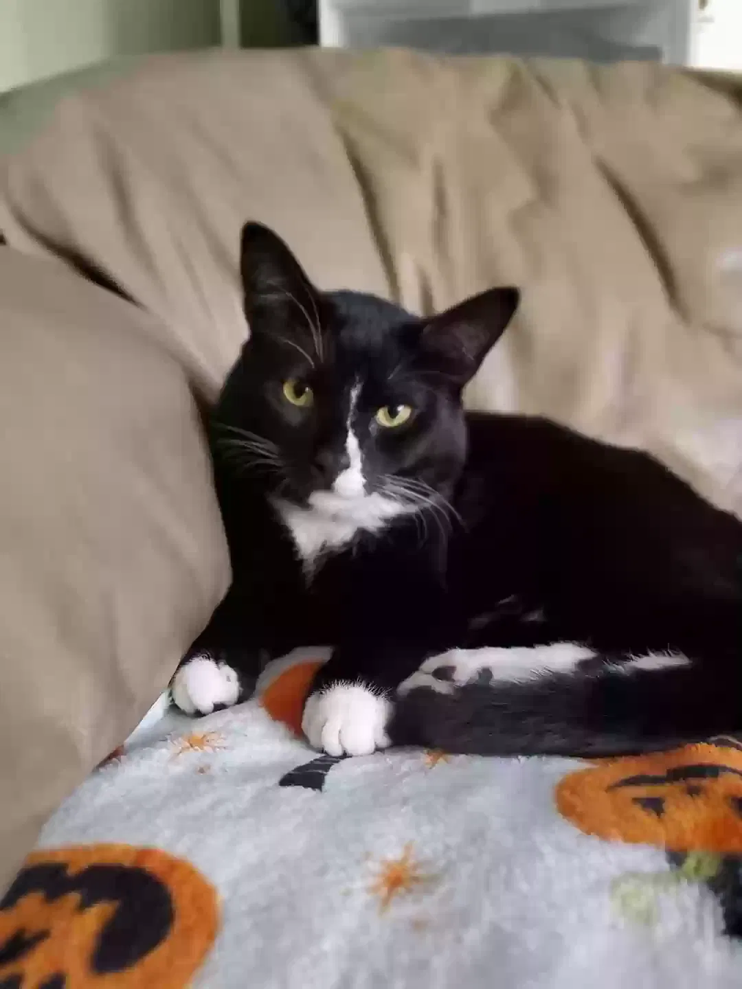 Lost cat in Aumsville, OR, 97325