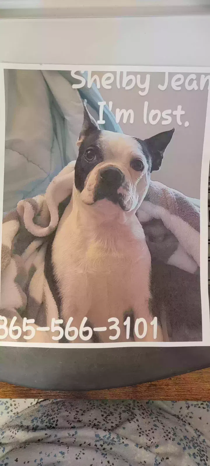 Lost dog in Knoxville, TN, 37909