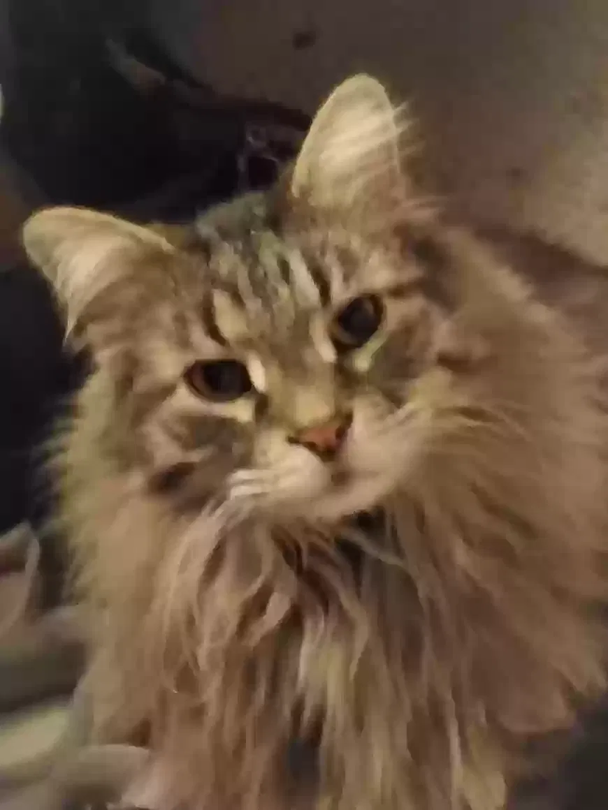 Lost cat in Crown Point, IN, 46307